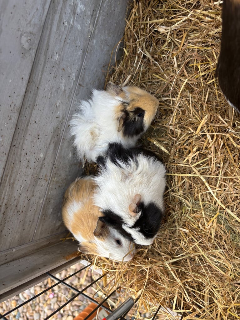 Guinie pigs