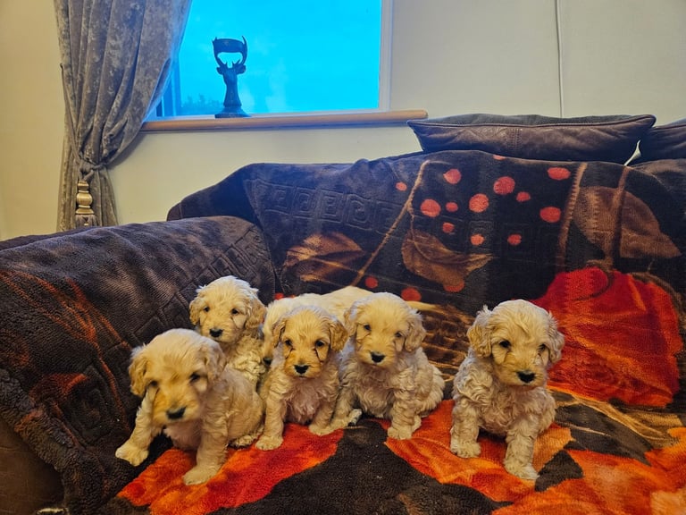 cockerpoo puppies for sale
