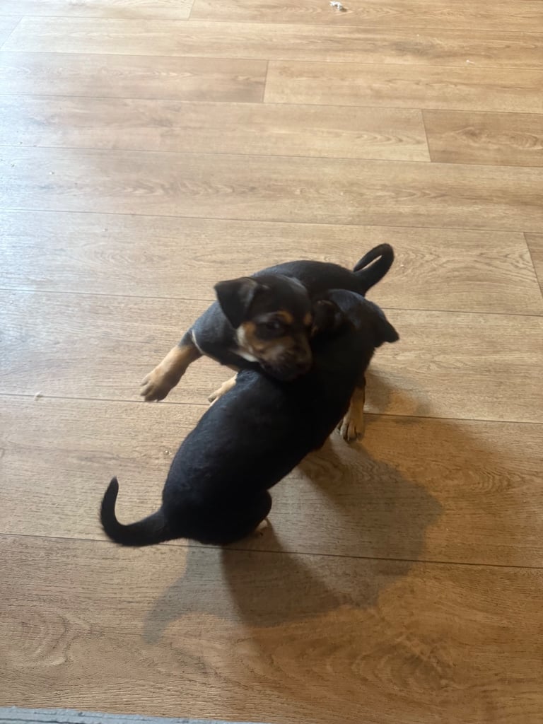 Saluki cross Rottweiler puppies 