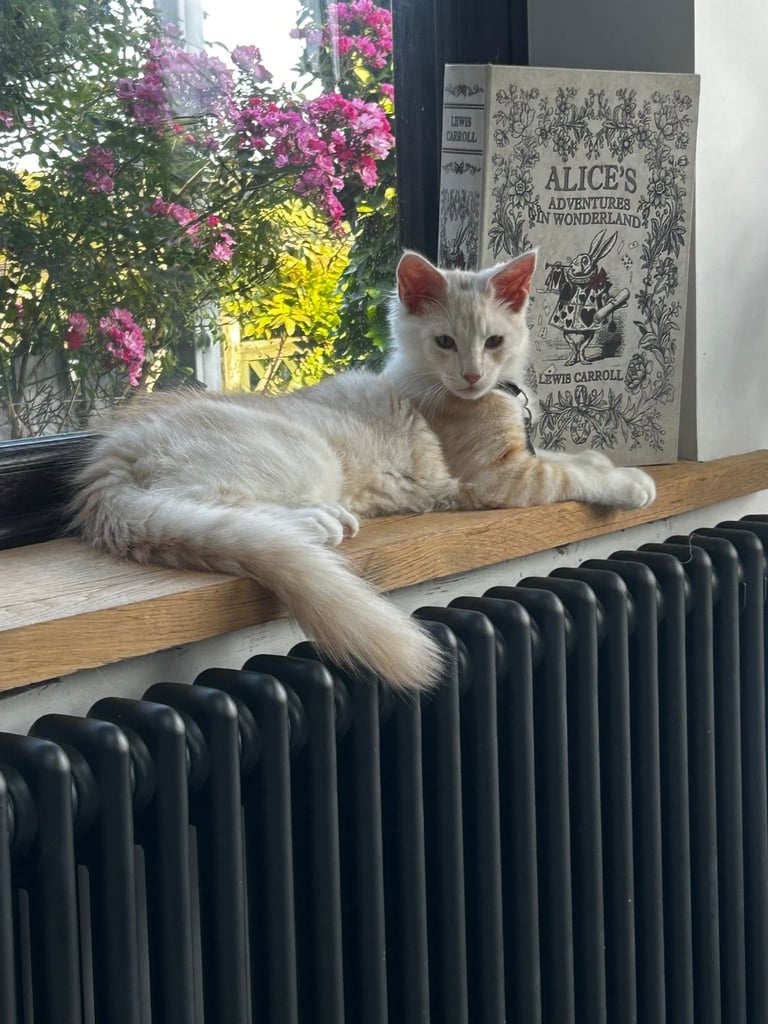 Stunning Red Smoke Male Maine Coon