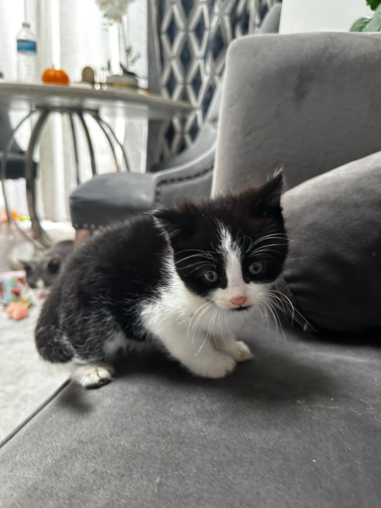 Beautiful Domestic Cats – Mum, Dad & 3 Adorable Kittens (2 Boys, 1 Girl)