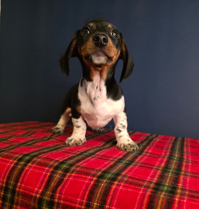 KC Registered Dachshund Puppies