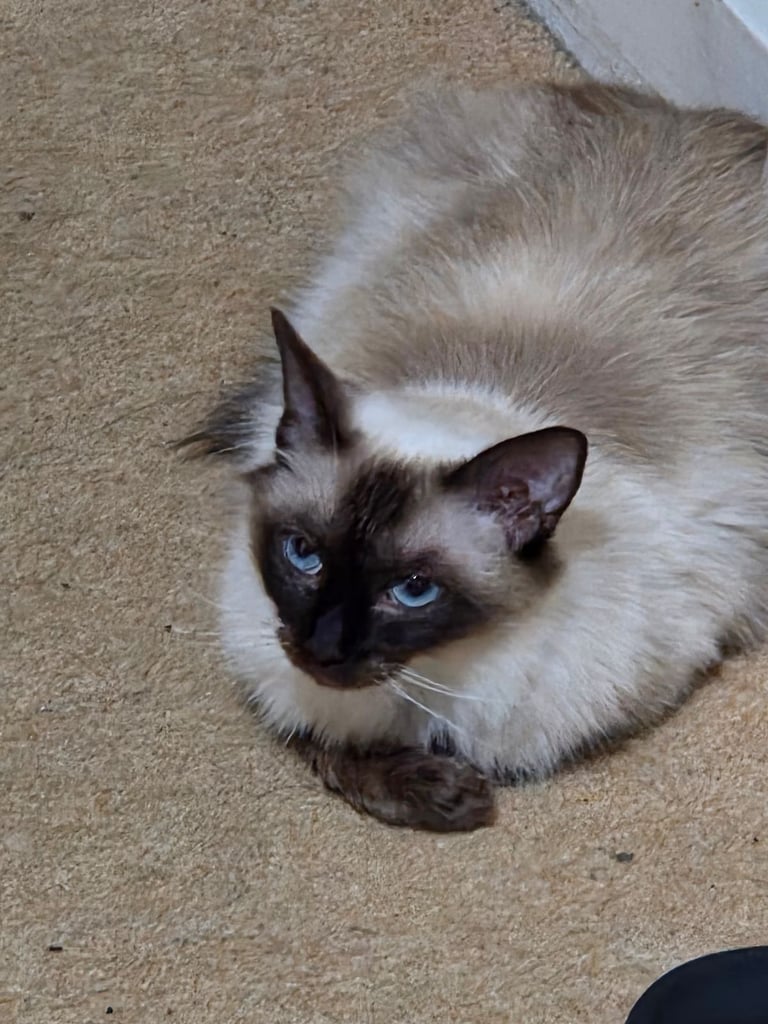 Ragdoll and Domestic Short Hair mix kitten female