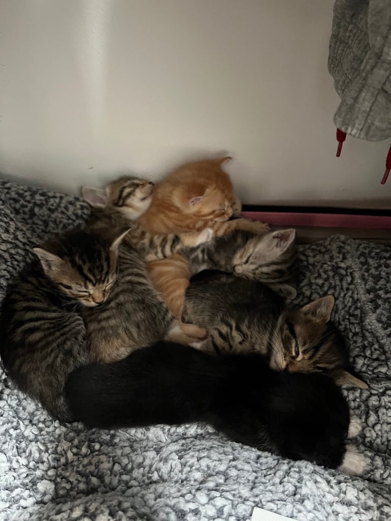 5 tabby kittens for sale 