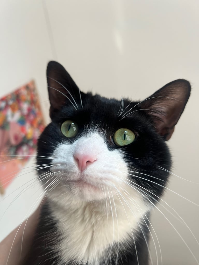 Very friendly British shorthair 