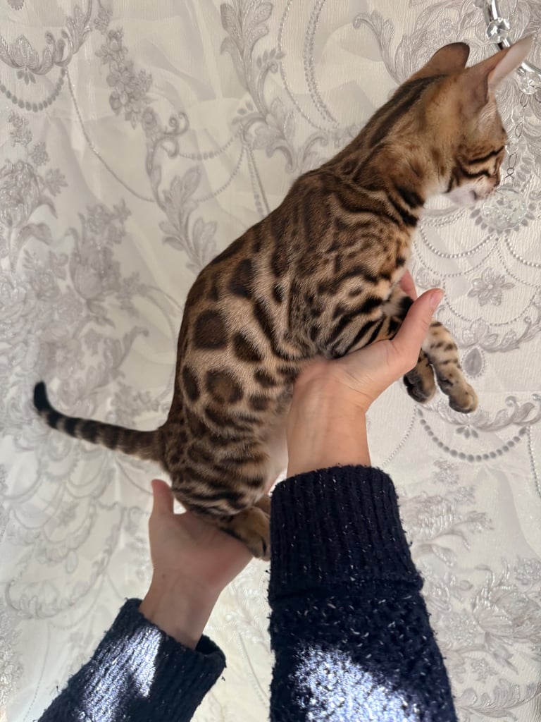 Bengal male (500 reduced pick up today)