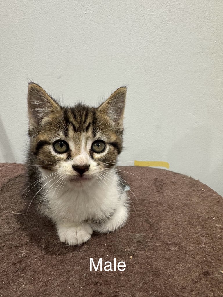 4 Male kittens 2 Female kittens