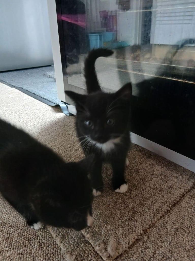 Cat-or-kitten in Luton, Bedfordshire Cats Kittens for Sale