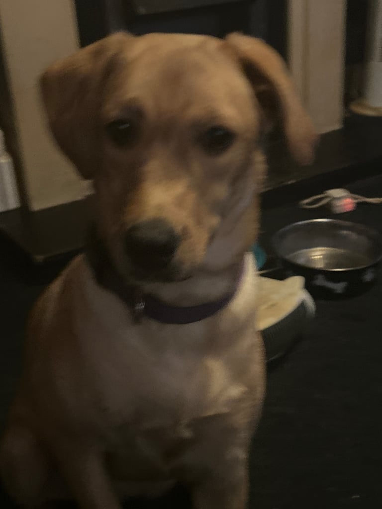 Golden  Labrador  6  mouths puppy