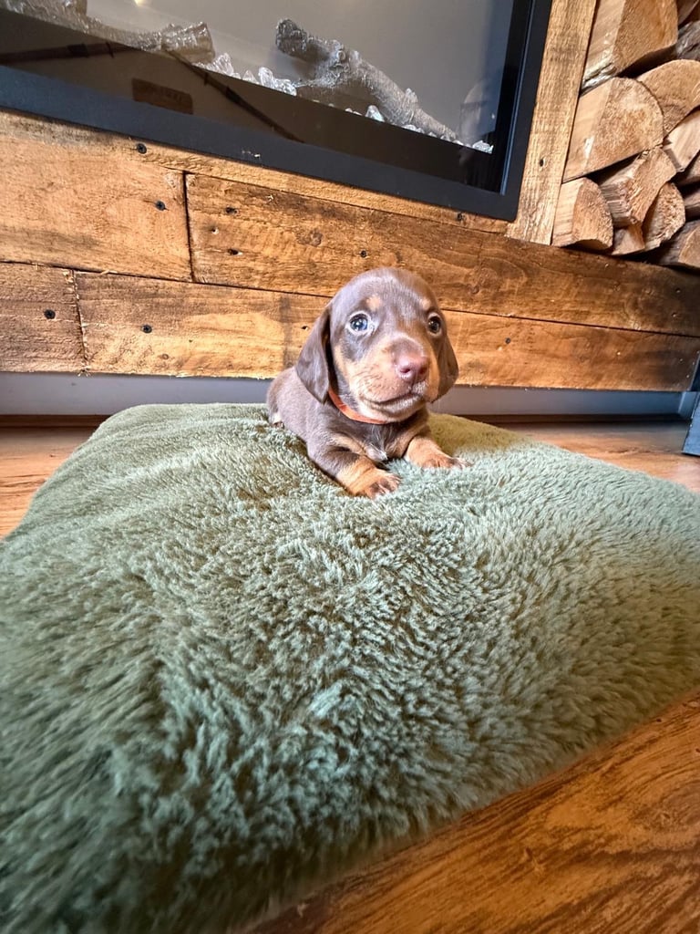 **Ready to leave now** 2 miniature dachshund boys