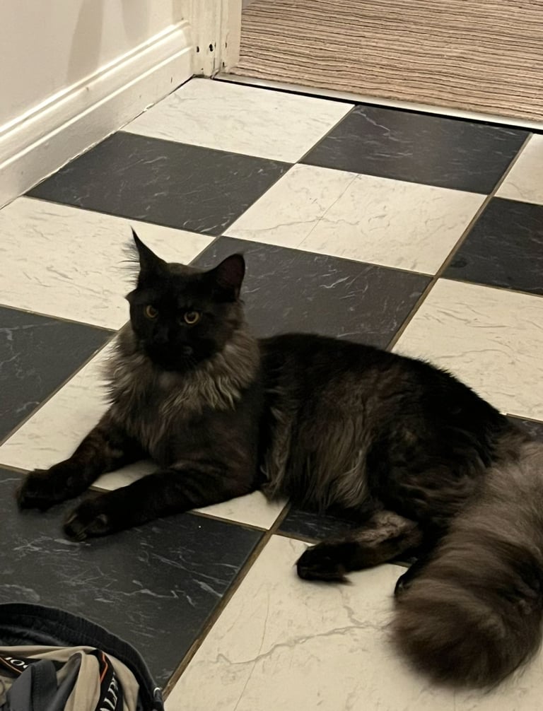 Now sold.  TICA black smoke boy looking for a home