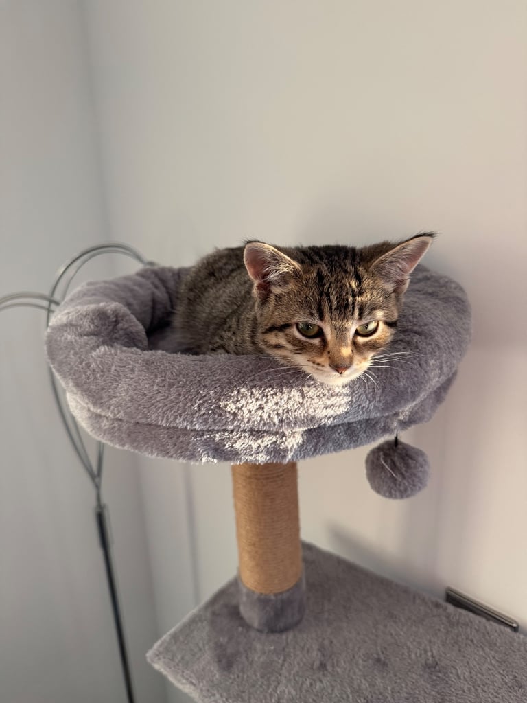 Female Tabby Kitten (4 months) 