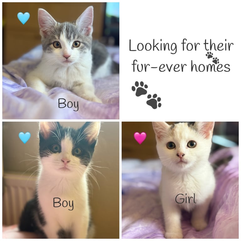 Kittens for sale 