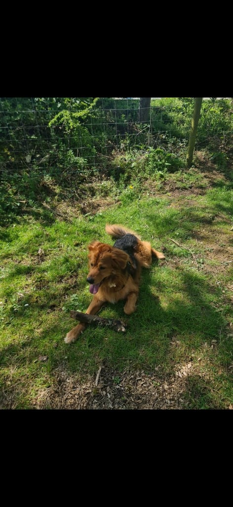 Cezar looking for new Home 