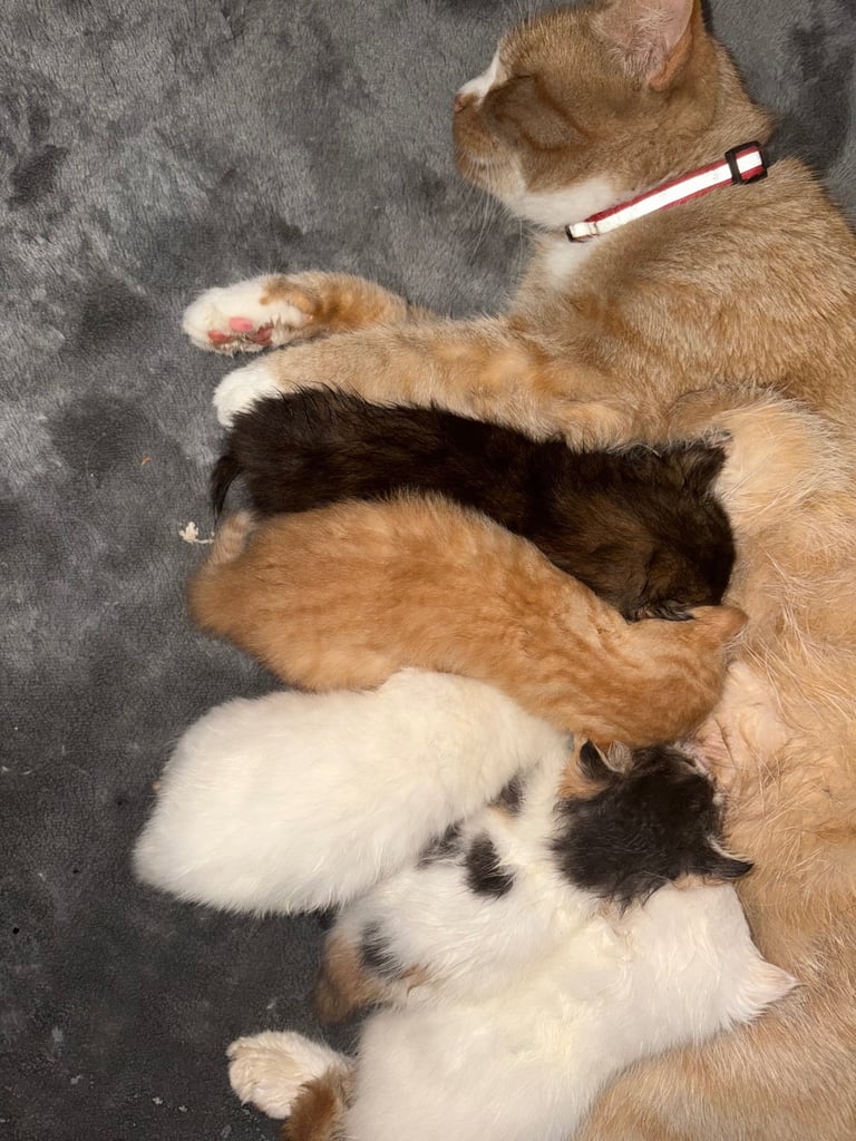 5 beautiful kittens
