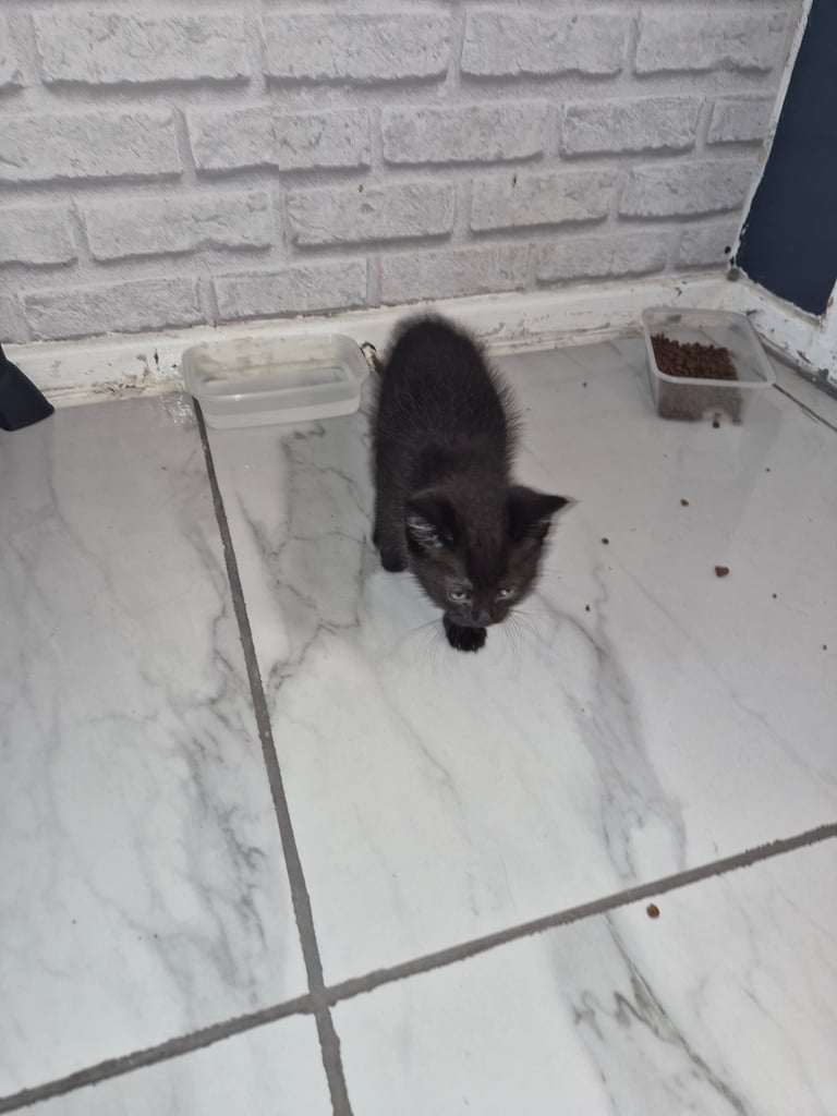 2 boy kittens 