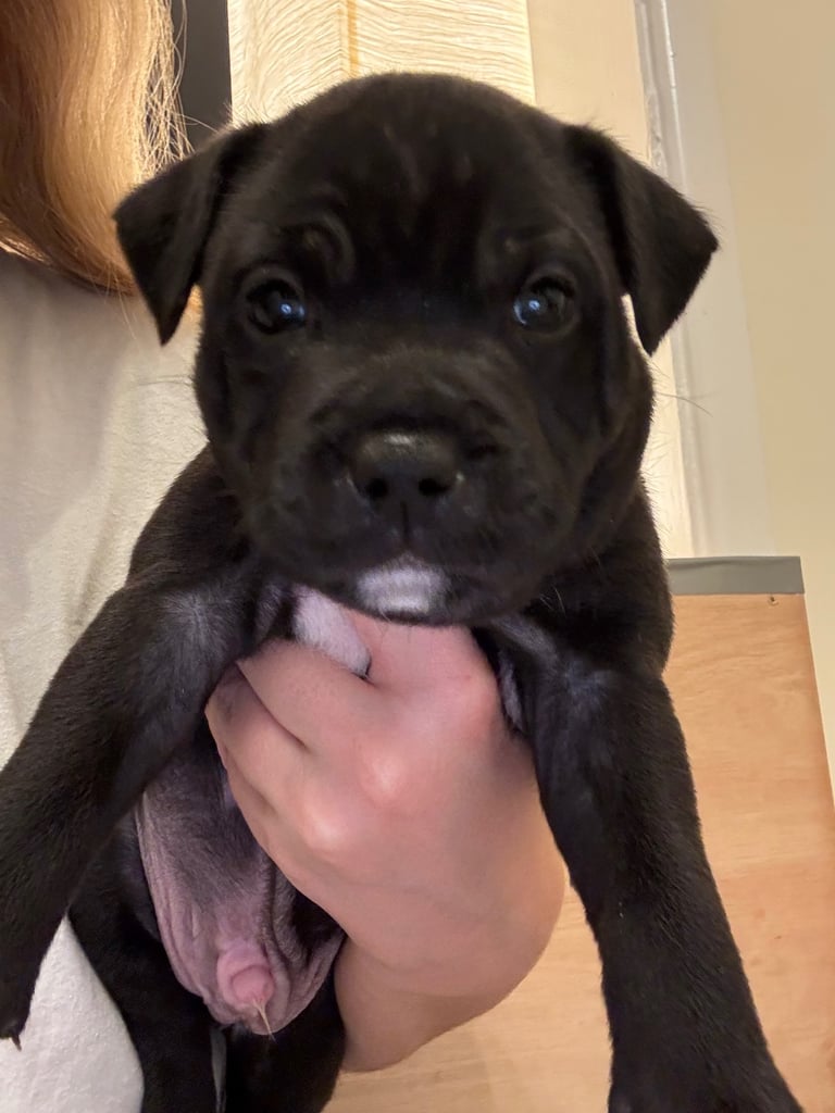Beautiful Staffy Puppies for sale 