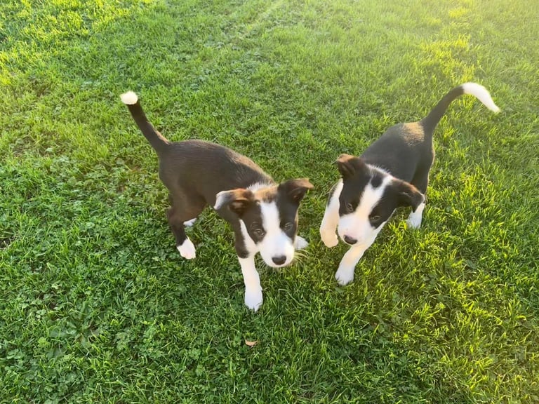 Border Collie Pups for sale 