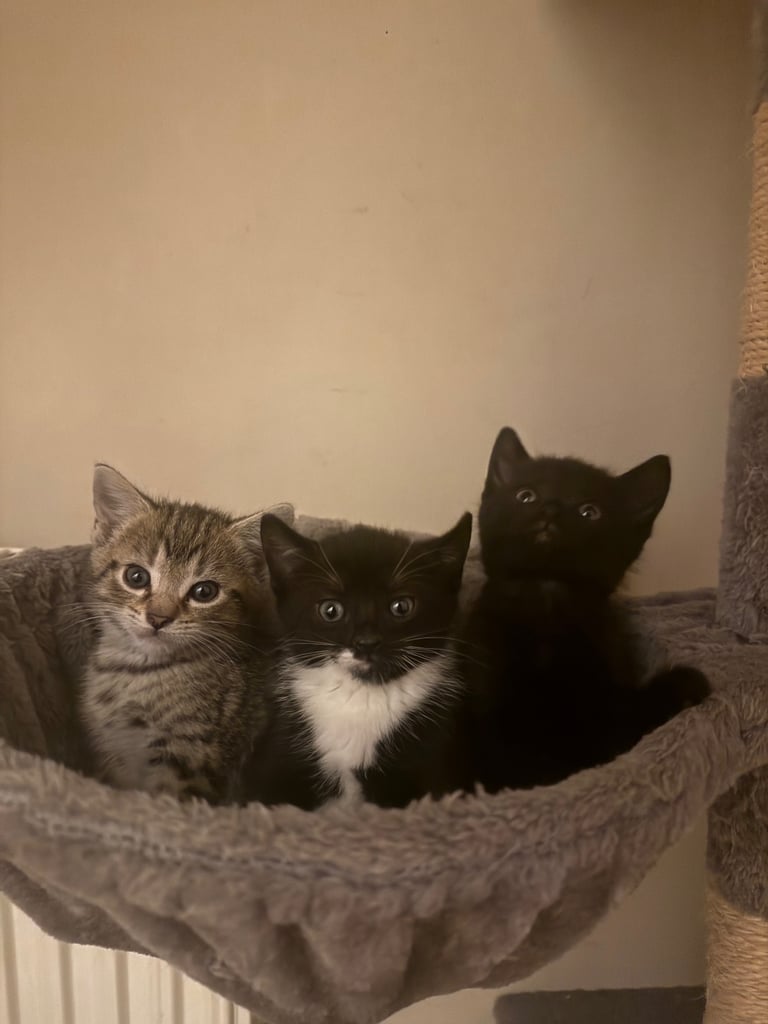 Kittens for sale 