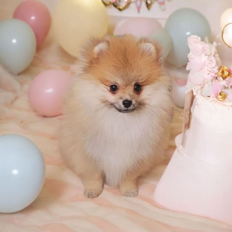 🔥Pomeranian🔥puppy (female)🔥KC registered🔥for sale