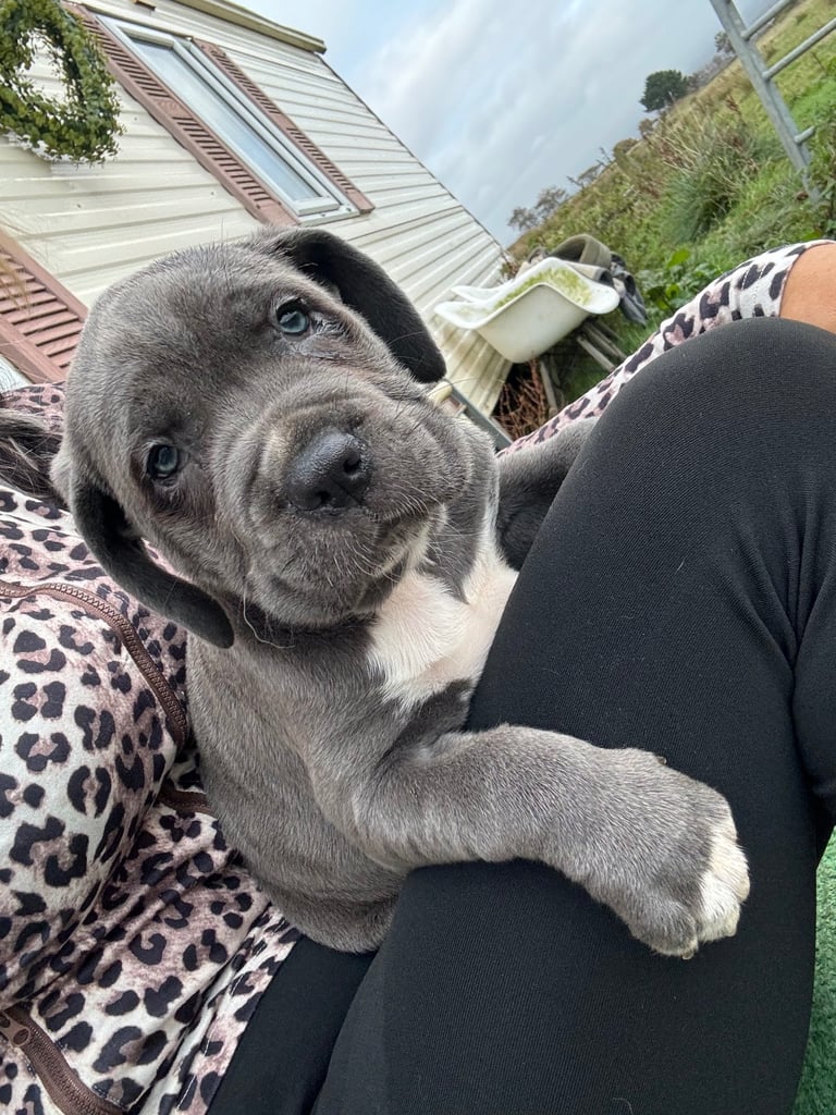 2 cane corso pups left