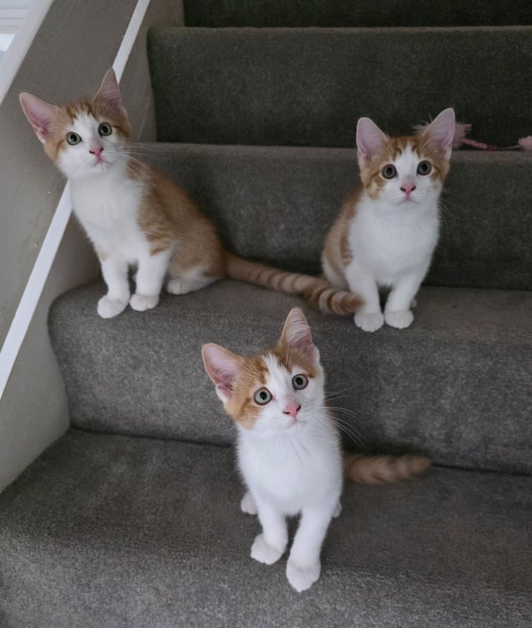 Mainecoon Cross Kittens (READY TO GO)
