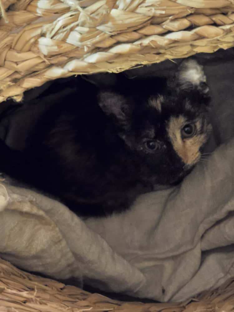 Kitten for Sale