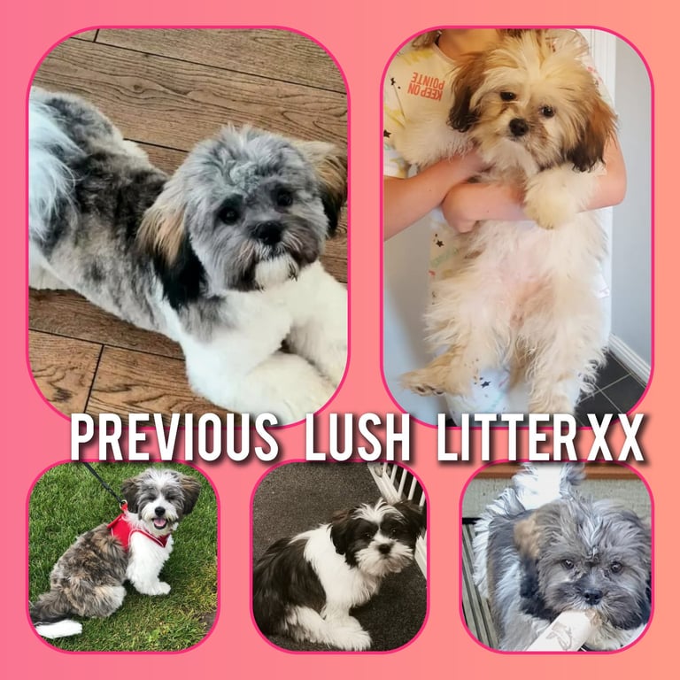 Shih tzu pups / all pups reserved 