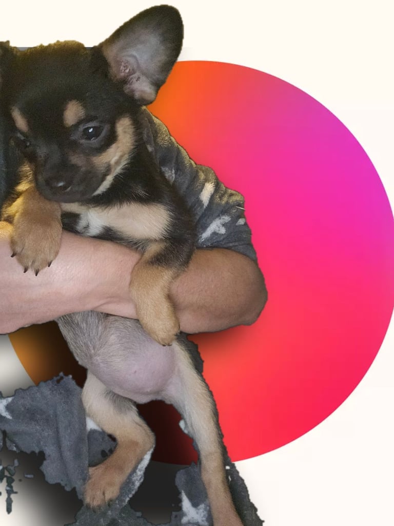 ❤️⭐️  Adorable Frenchie poms ❤️⭐️