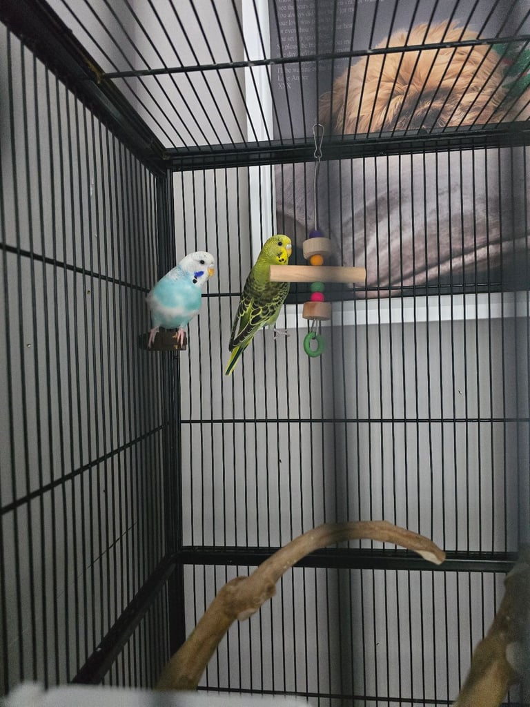 image for 2 budgies 6 month old