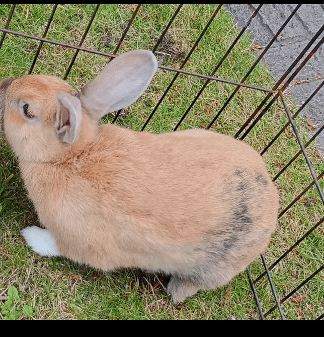 Rabbits for sale 