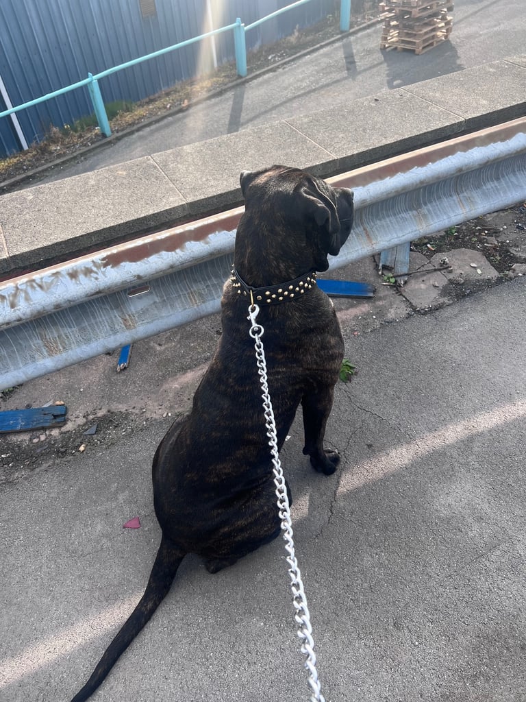 Cane corso 