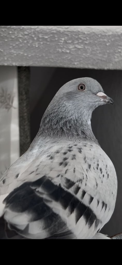 High quality pigeons