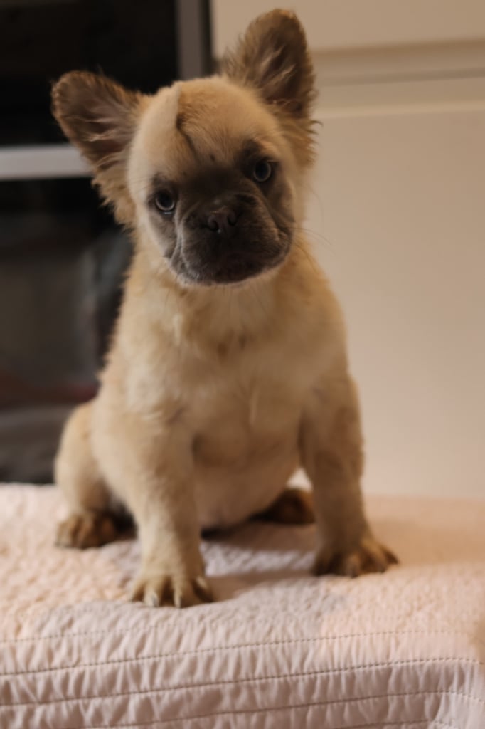 French bulldog fluffy 
