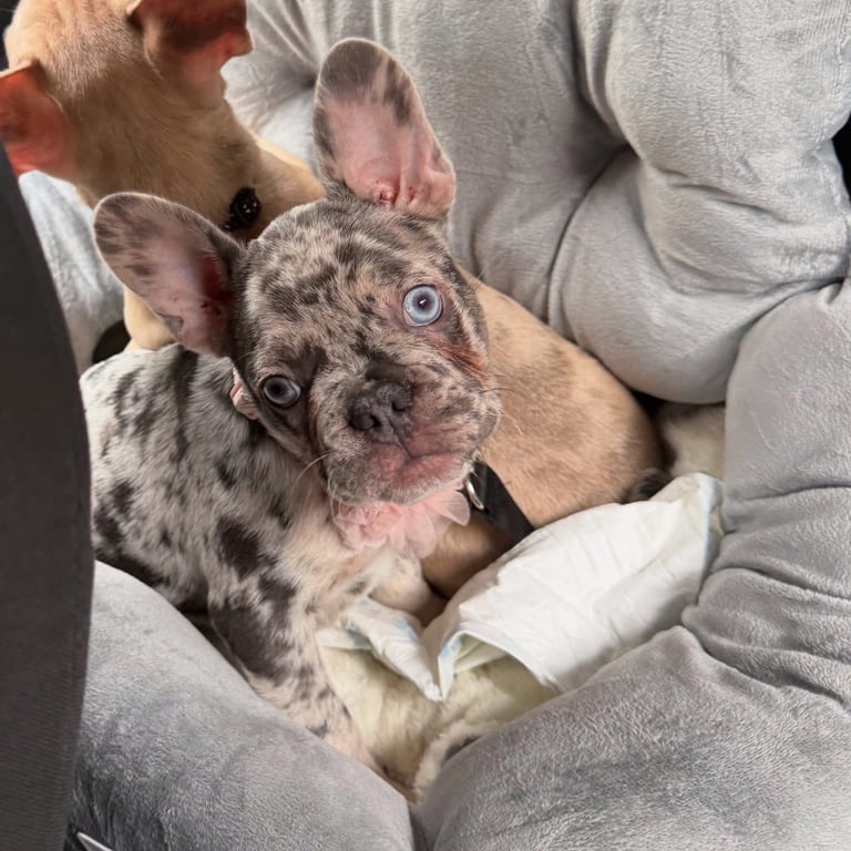 Two beautiful French bulldog puppies 
