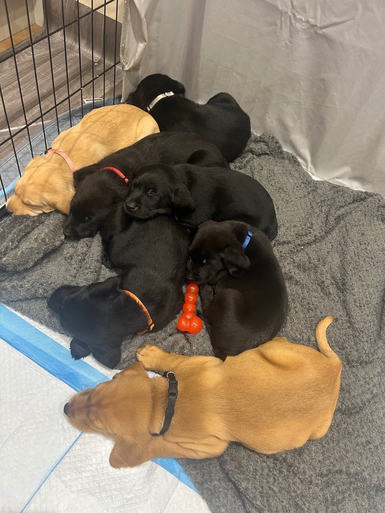 image for Pedigree Lab puppys