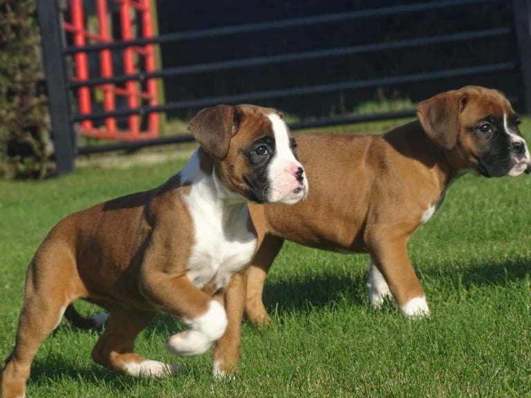 Beautiful Boxer's puppies 