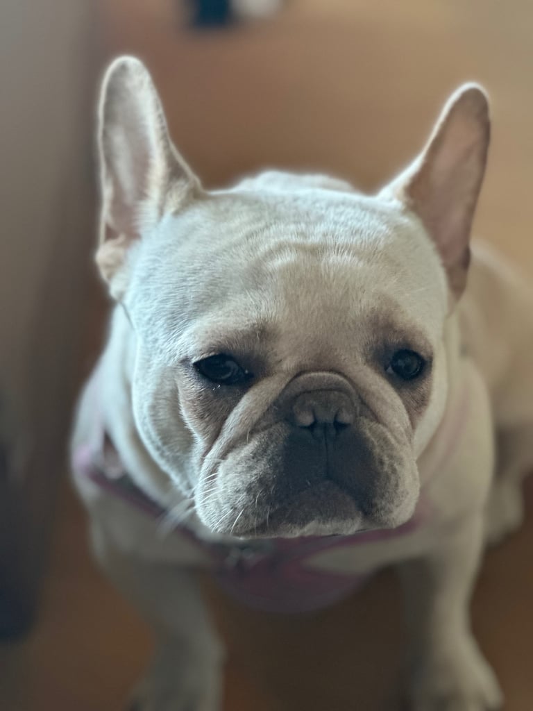 Cream French French Bulldog Blue Eyes Price Pets French Bulldog In