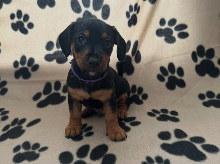 Dachshund /Patterdale pups for sale Barnsley 