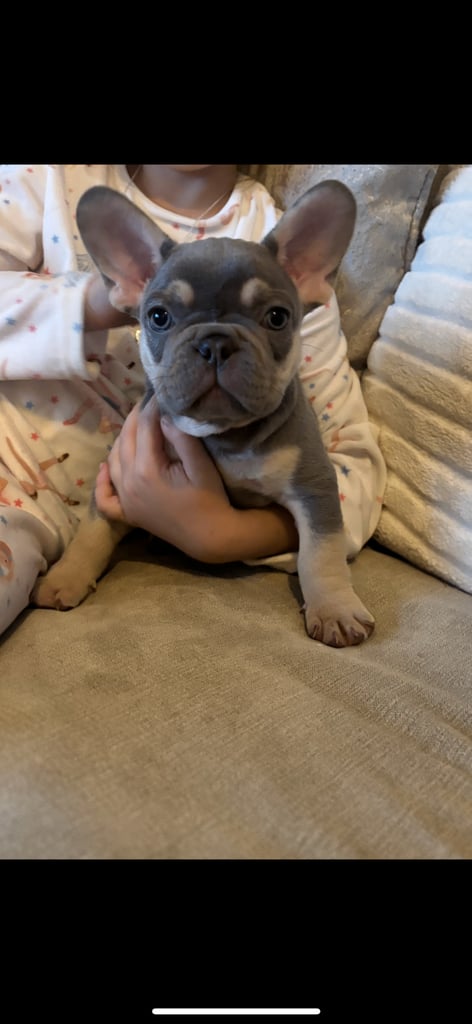 REDUCED - French Bulldog Puppies 