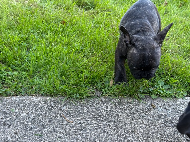 French bulldog puppy for sale 