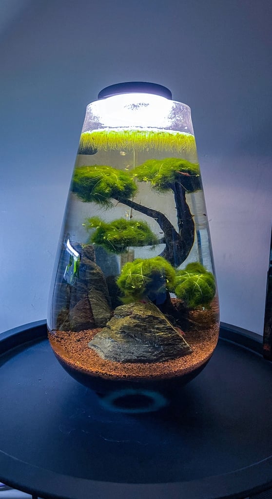 Nano aquarium 