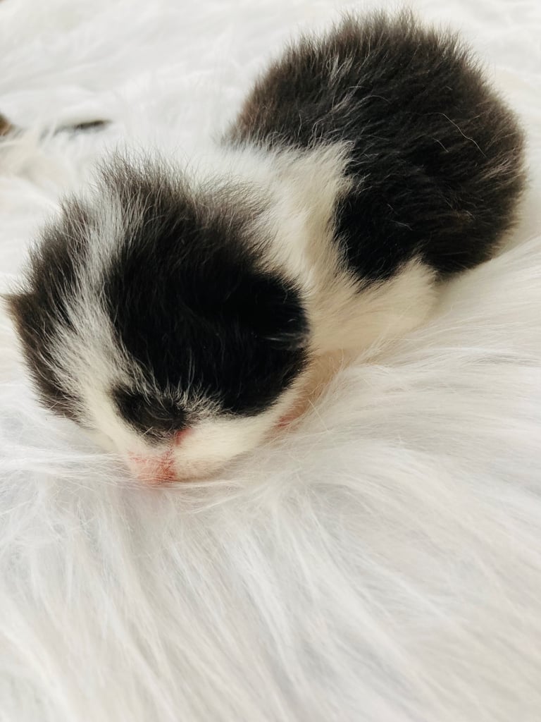 Fluffy Kittens 