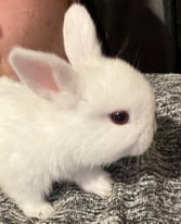 White baby lop rabbits