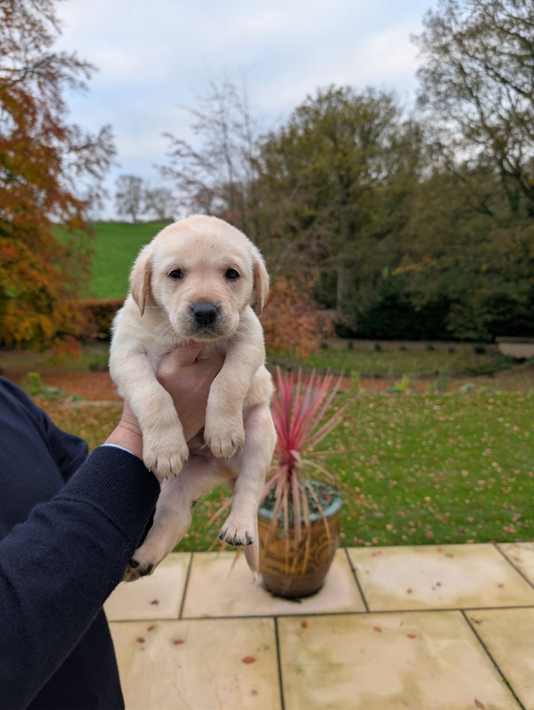 Outstanding Labrador Pupies For sale