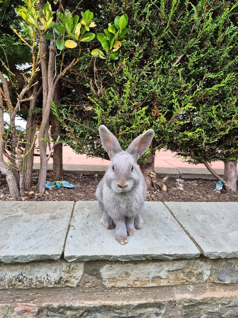 ​Pair of Adorable 14-Week-Old Rabbits with Luxury Hatched® Noah's Ark Hutch - Full Set-Up!