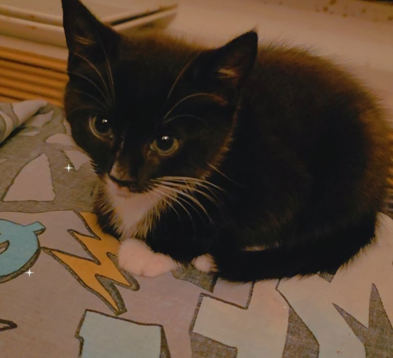 Kittens ready to leave now