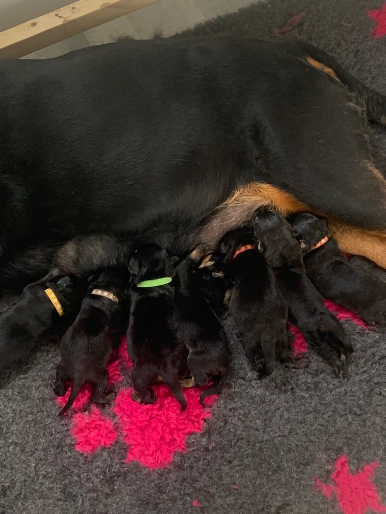 Beautiful KC Registered Rottweiler Puppies