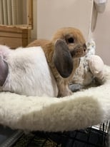 2 pure mini lop bunnies potty trained and playful 