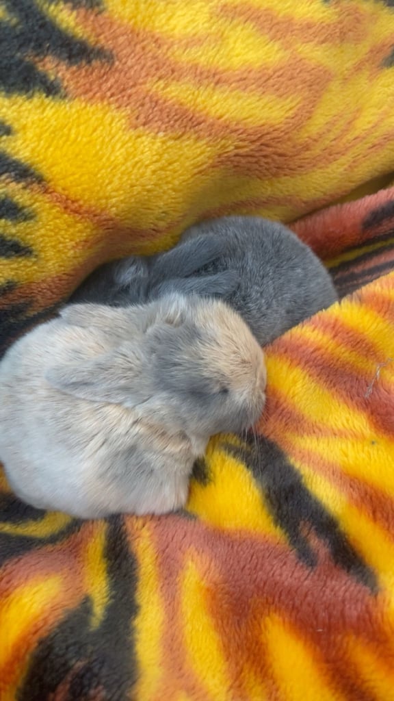 Bunnys ready to leave now 